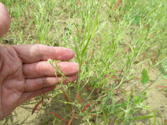 Corispermum hyssopifolium