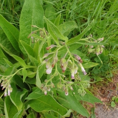 Symphytum officinale