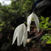 Clematis alpina sibirica - Photo (c) Станислав Чуванов, some rights reserved (CC BY), uploaded by Станислав Чуванов