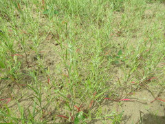 Corispermum hyssopifolium