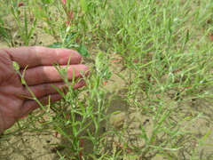Corispermum hyssopifolium