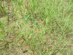 Corispermum hyssopifolium