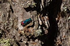 Chrysis fulgida