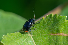 Cryptocephalus biguttatus