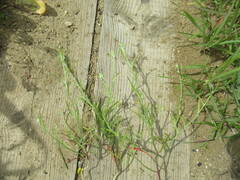 Corispermum hyssopifolium