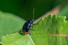 Cryptocephalus biguttatus