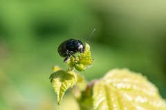 Cryptocephalus biguttatus
