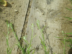 Corispermum hyssopifolium