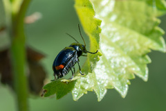 Cryptocephalus biguttatus