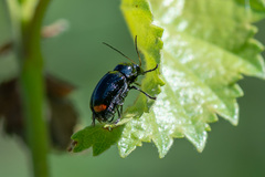 Cryptocephalus biguttatus