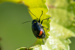 Cryptocephalus biguttatus