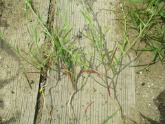 Corispermum hyssopifolium