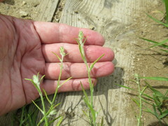 Corispermum hyssopifolium
