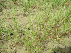 Corispermum hyssopifolium