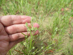 Corispermum hyssopifolium