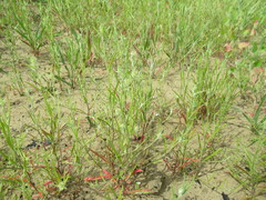 Corispermum hyssopifolium