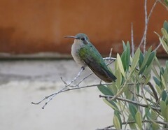 Cynanthus latirostris