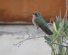 Cynanthus latirostris