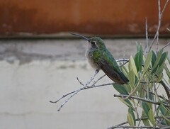 Cynanthus latirostris