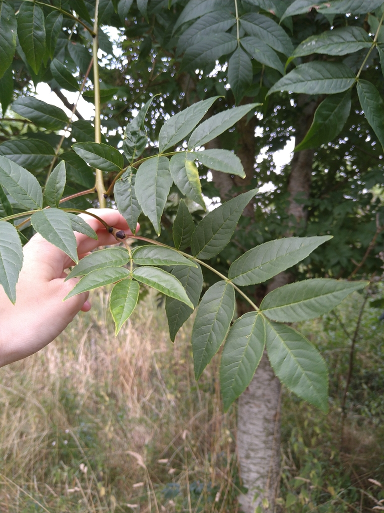 European Ash From Netherclay Community Woodland On July 22 2022 At 10   Large 