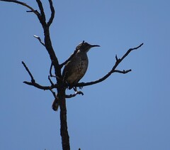 Toxostoma curvirostre
