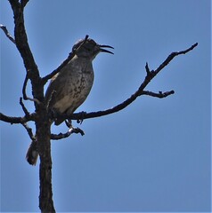 Toxostoma curvirostre