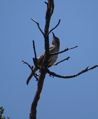 Toxostoma curvirostre