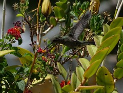 Cynanthus latirostris