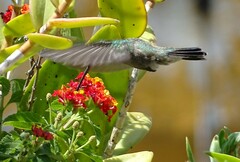 Cynanthus latirostris