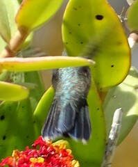 Cynanthus latirostris