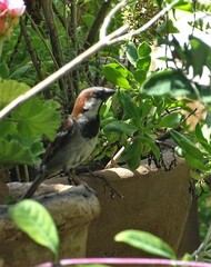 Passer domesticus