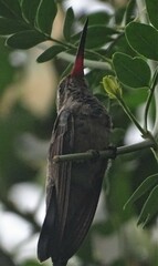 Cynanthus latirostris