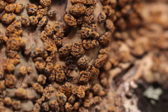 Trypethelium eluteriae