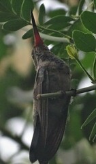 Cynanthus latirostris