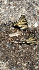 Iphiclides podalirius