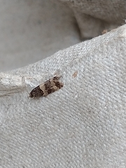 Lobesia abscisana