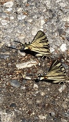 Iphiclides podalirius