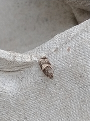 Lobesia abscisana