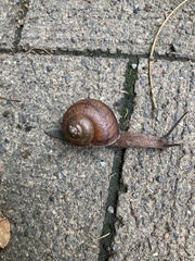 Karaftohelix gainesi