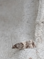 Lobesia abscisana