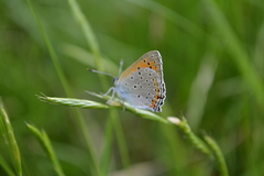 Lycaena alciphron
