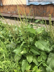Rumex obtusifolius