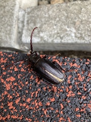Prionus insularis