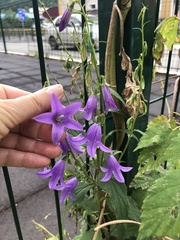 Campanula rapunculoides