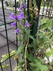 Campanula rapunculoides