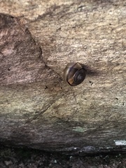 Sonorella grahamensis