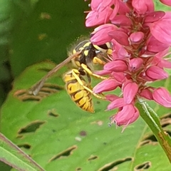 Vespula vulgaris