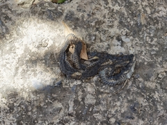 Amphiesma stolatum