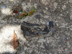 Amphiesma stolatum