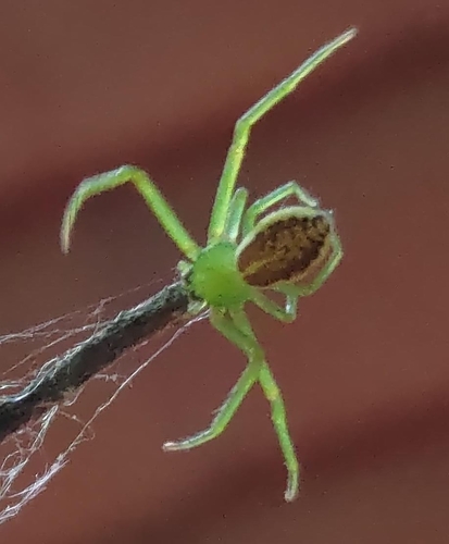 Eurasian Green Crab Spider, 2912 CM Nieuwerkerk aan den IJssel, Paesi Bassi, photo 7 of 10